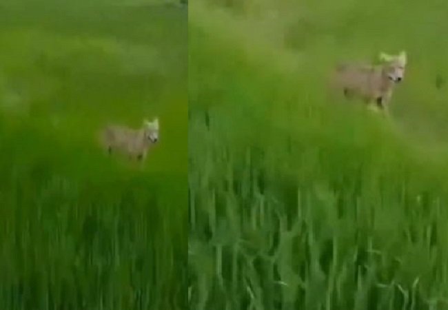 Wबहराइच के खेतों में फिर दिखा आदमखोर भेड़िया, कैमरे में हुआ कैद