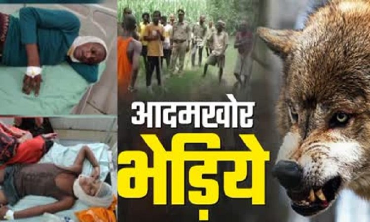 Wआदमखोर भेड़ियों ने बच्ची को बनाया निवाला, बुजुर्ग गंभीर