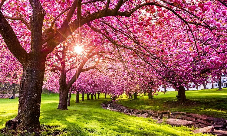 ऋतुओं का राजा है वसंत, जानें इसका धार्मिक और प्राकृतिक महत्व