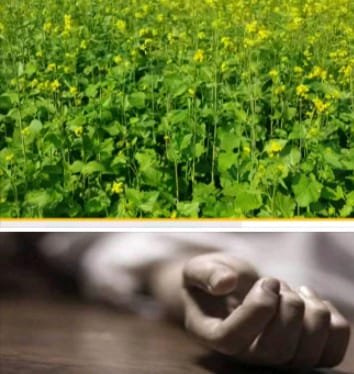 Wमंगलवार को घर से निकली नाबालिग का शव बुधवार को सरसों के खेत में मिला
