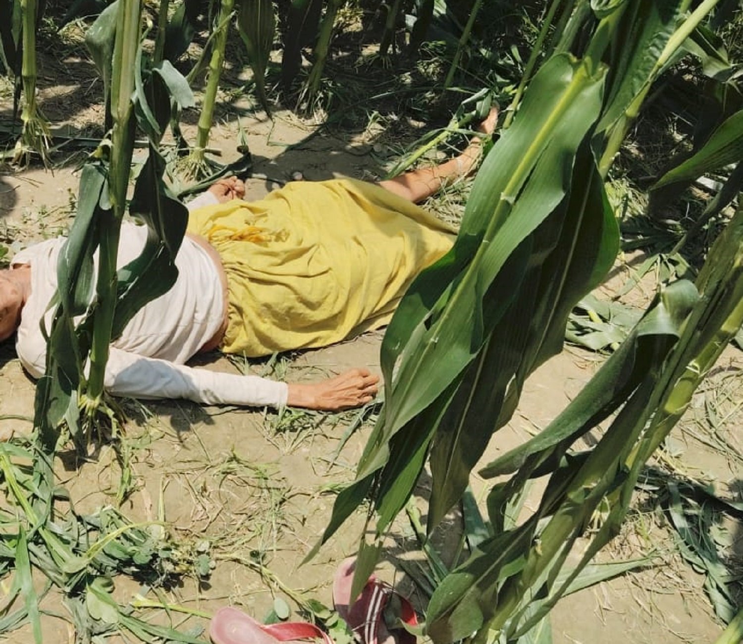 Wमक्के के खेत में 70 वर्षीय वृद्धा का शव मिलने से सनसनी, परिजनों ने जताई हत्या की आशंका