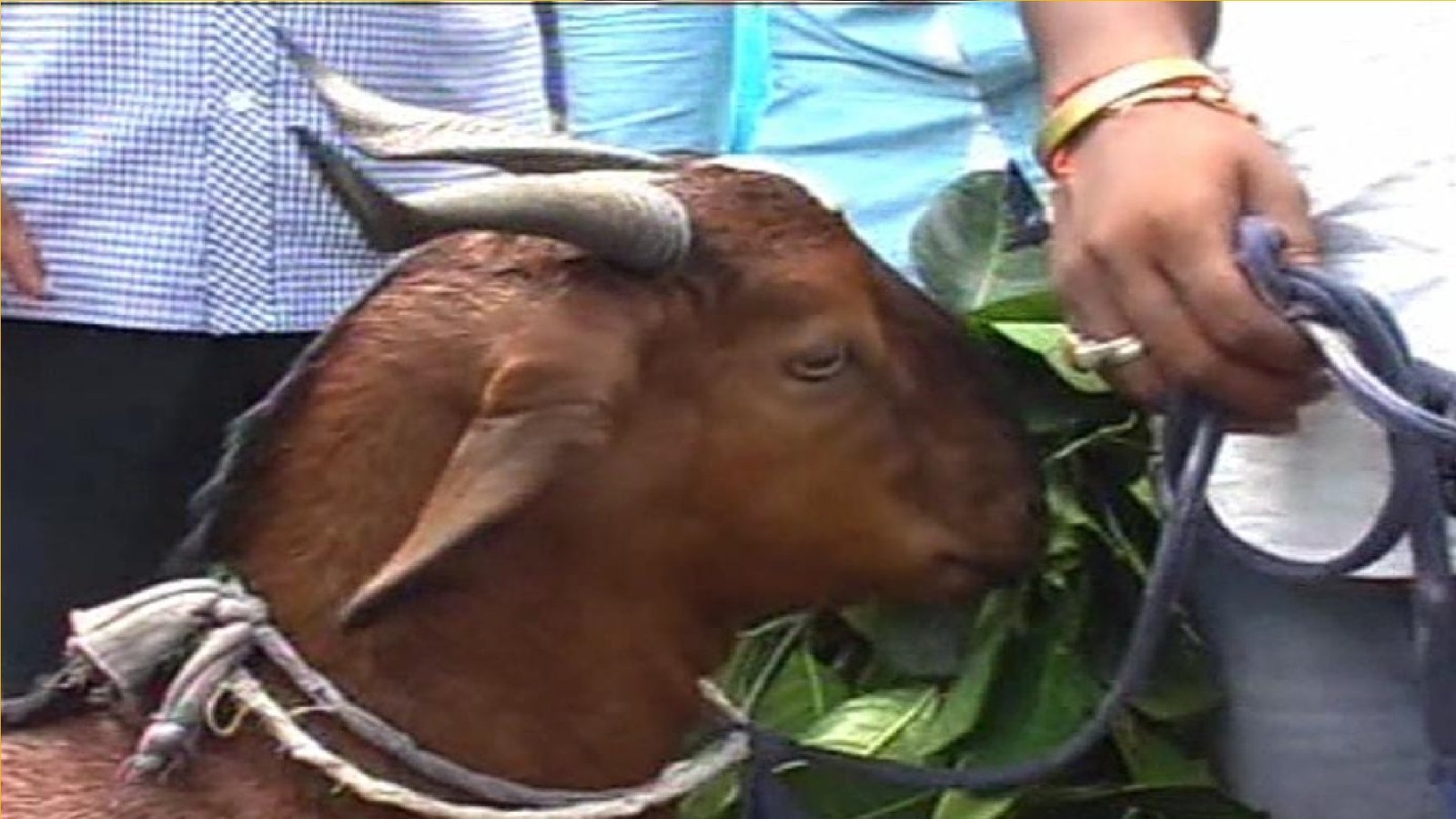 Wबकरा चोरी की वारदात सीसीटीवी में कैद, पीड़ित ने दी तहरीर