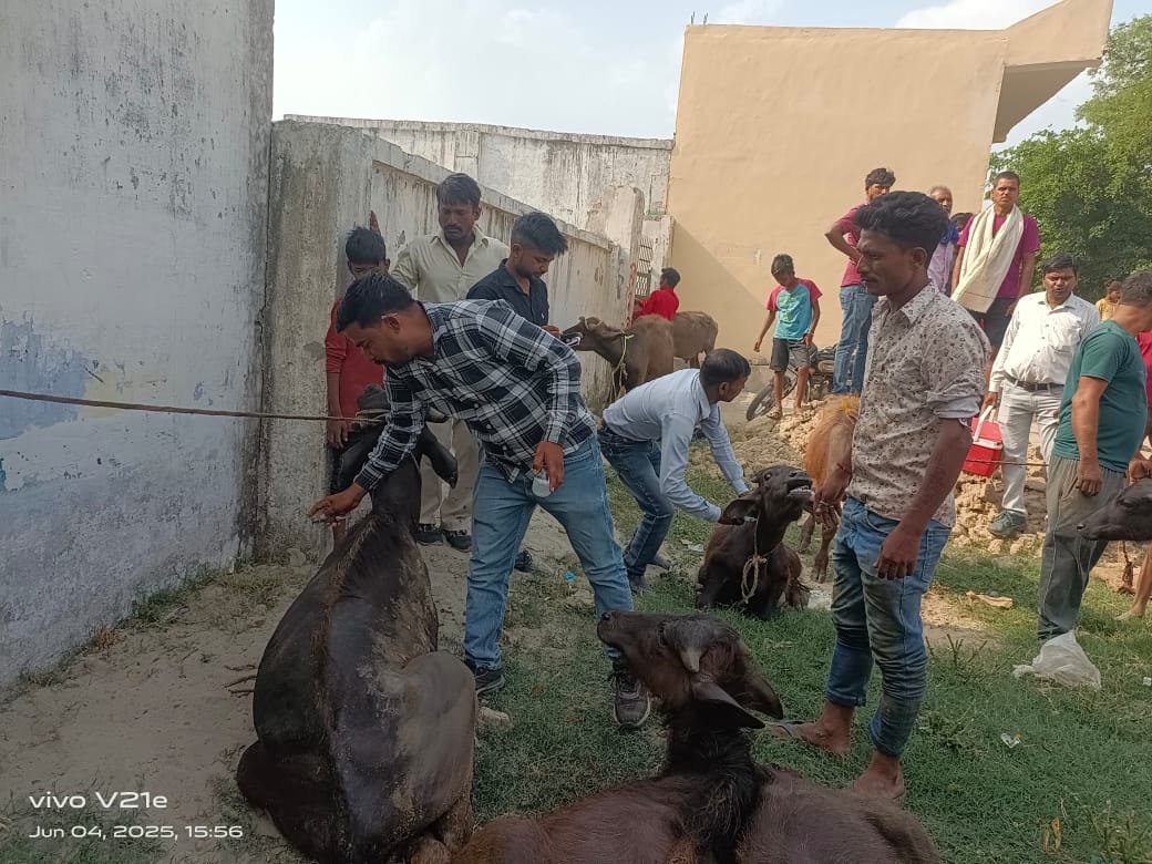 Wगौ रक्षक दल की टीम ने भूसे में छुपा कर ले जा रहे हैं भैंस के बच्चों से भरी डीसीएम पड़ी