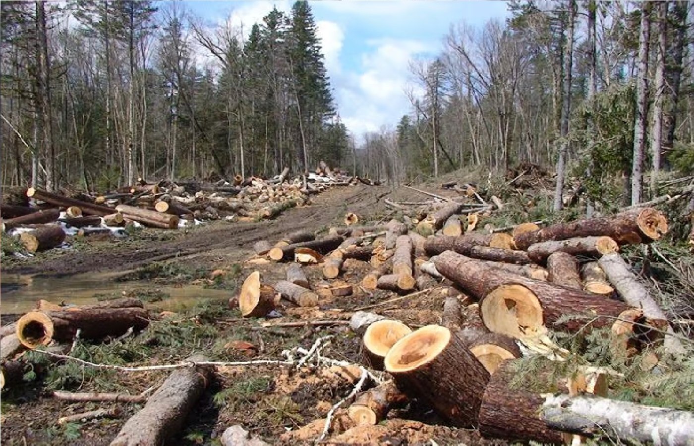Wभौतिक विकास की अंधी दौड़ में पर्यावरण का विनाश: जिम्मेदार हम सभी हैं: प्रो. रामबाबू मिश्र