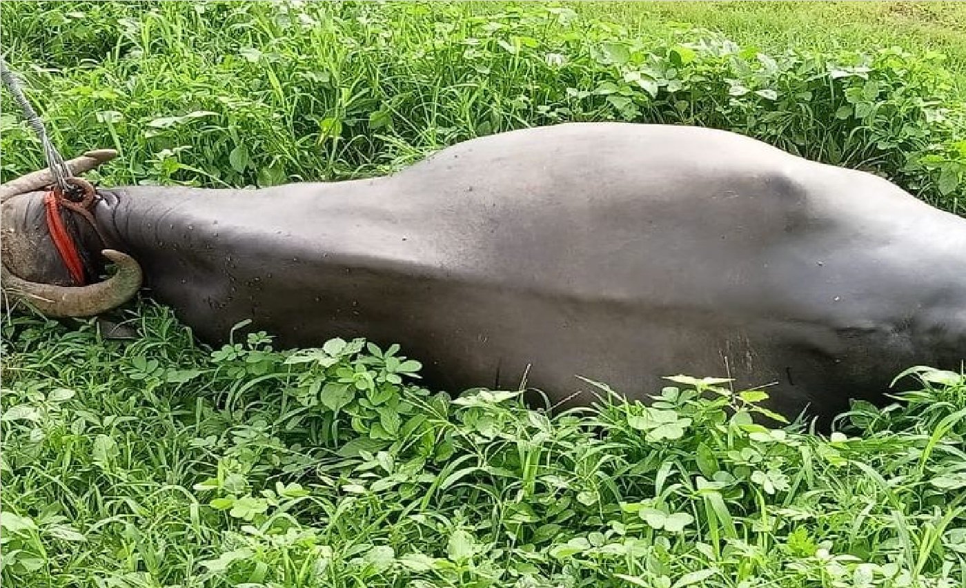 Wबिजली के करंट से बैल की दर्दनाक मौत, किसान ने बचाई जान