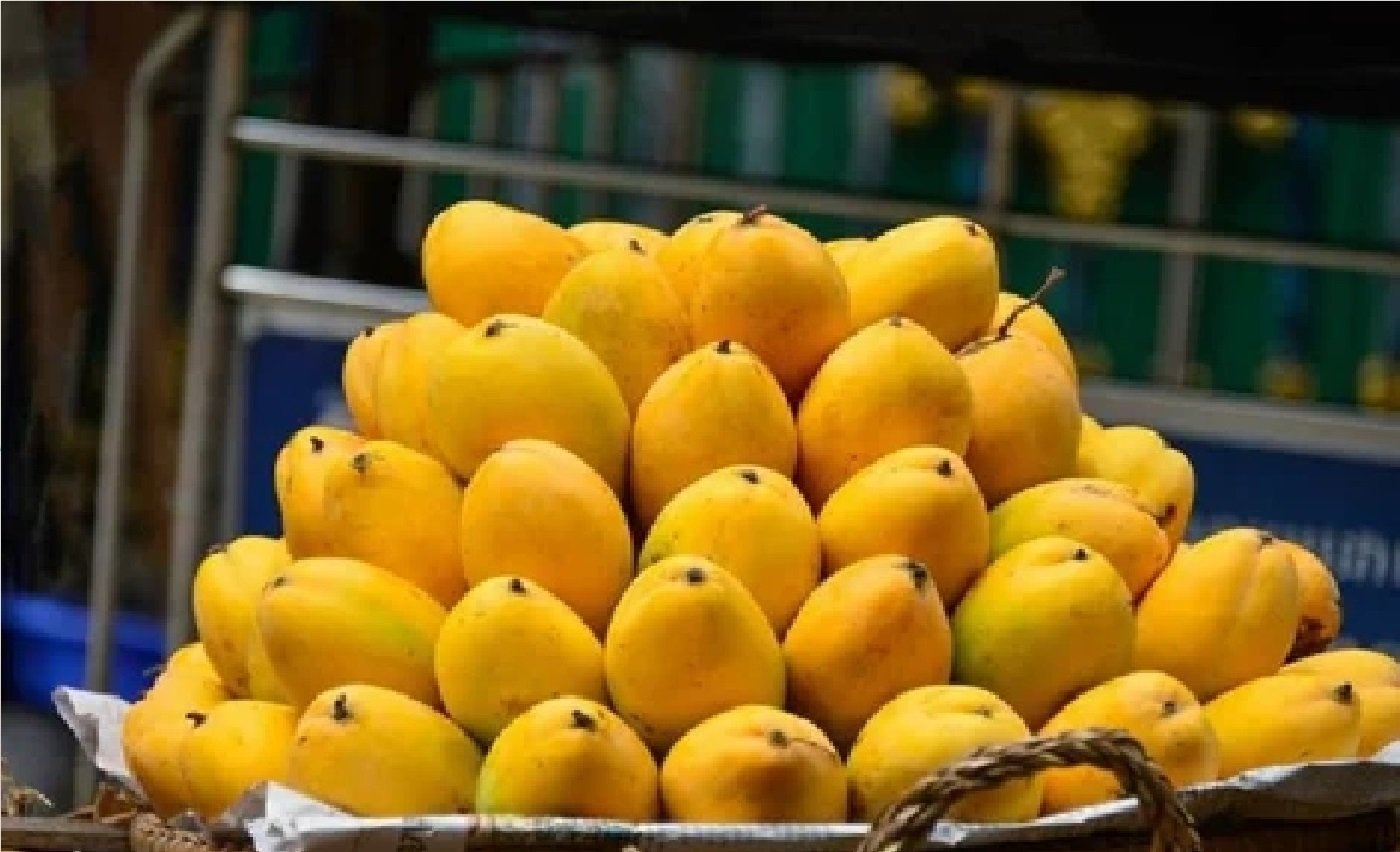 Wस्वादिष्ट जर्दालु आम भेजे जाएंगे दिल्ली, राष्ट्रपति और प्रधानमंत्री चखेंगे स्वाद