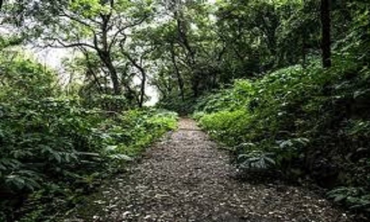 Wएकलव्य वन से शुरू होगी विशिष्ट वनों की स्थापना