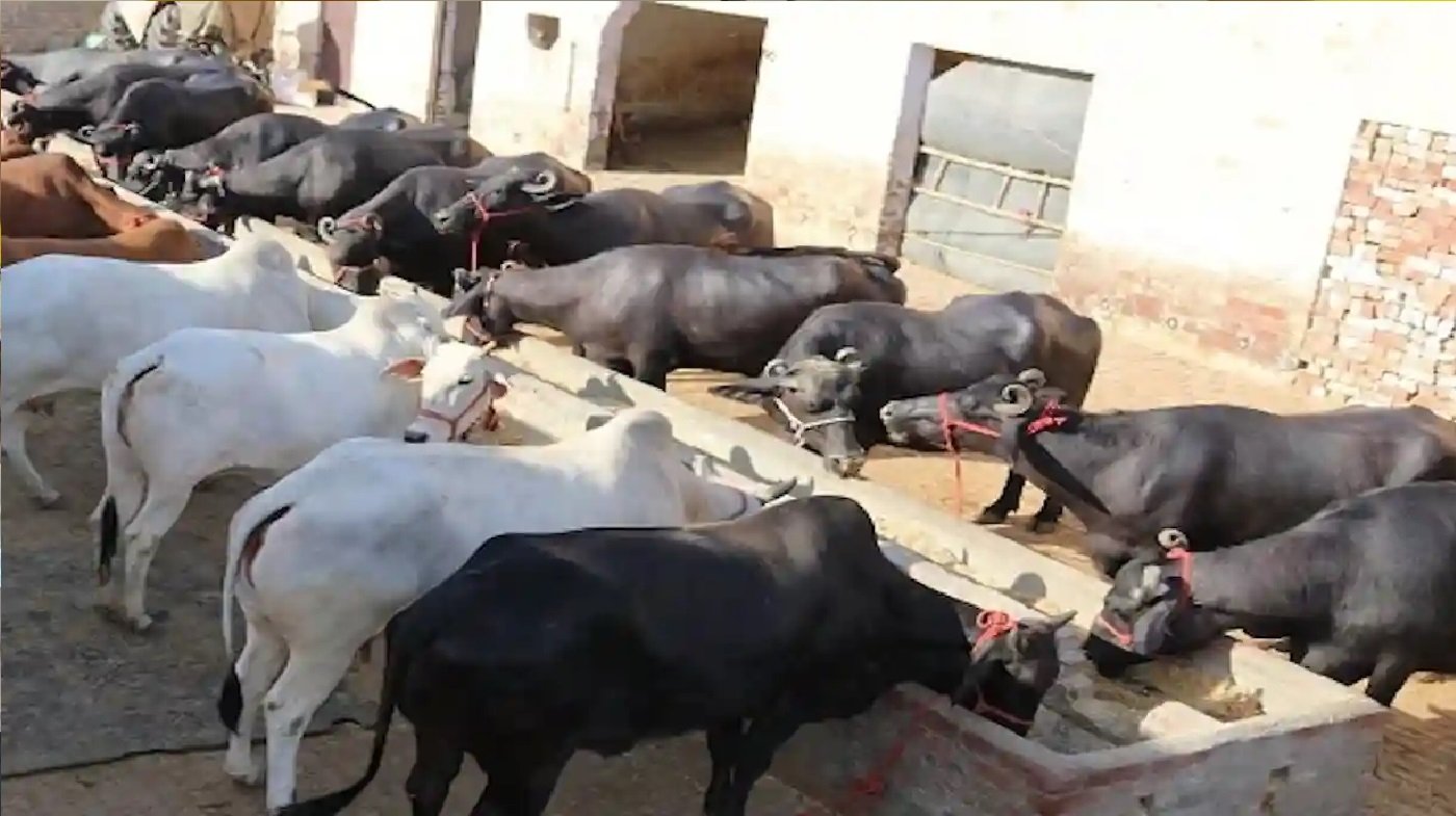 Wपशुपालन को बढ़ावा देने वाली योजना से ग्रामीणों को मिलेगा आर्थिक लाभ, पर्यावरण संरक्षण और सतत कृषि को भी मिलेगा बढ़ावा