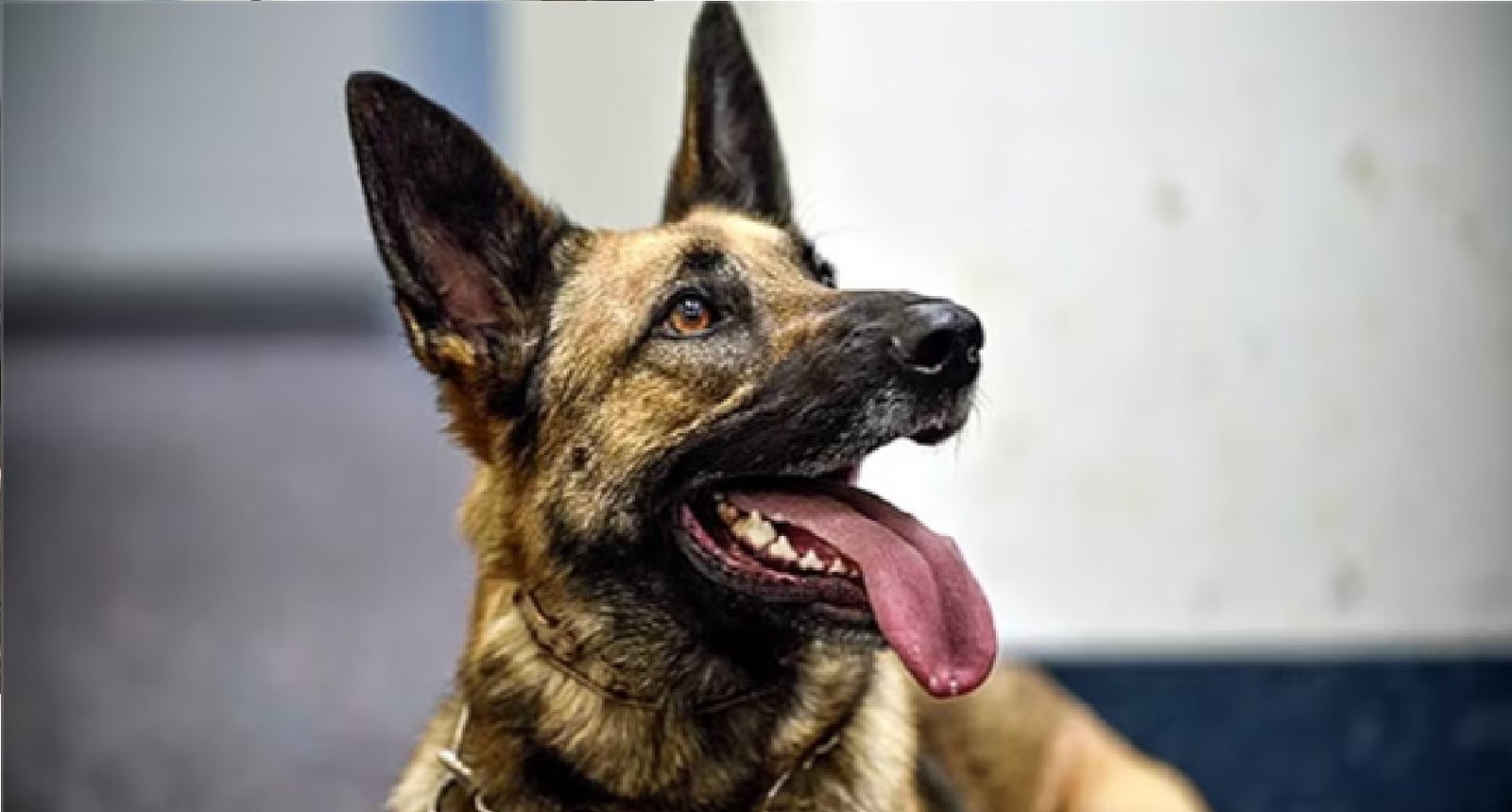 Wपेट्रोल पंप पर दबंगों की हैवानियत, मारपीट में पालतू कुत्ते की गई जान