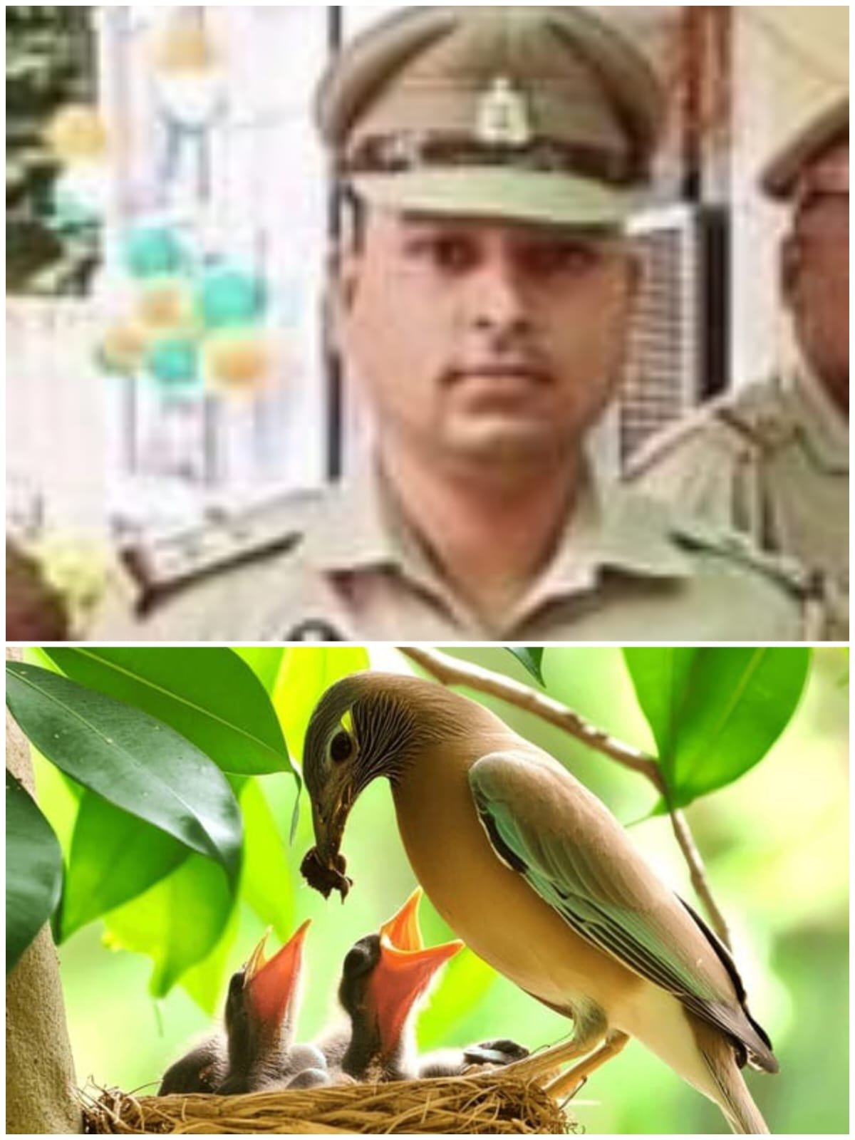 Wइटावा पुलिस का संवेदनशील चेहरा : उपनिरीक्षक विनीत पण्डे इंसानियत और प्रकृति के सच्चे प्रहरी